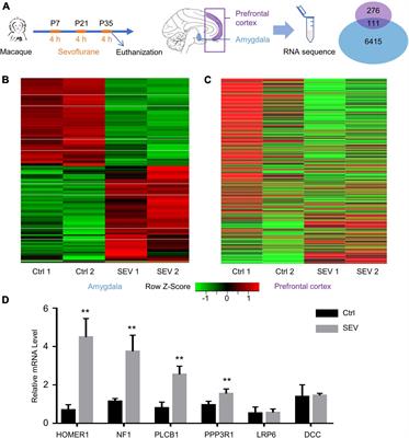 Identification of Prefrontal Cortex and Amygdala Expressed Genes Associated With Sevoflurane Anesthesia on Non-human Primate